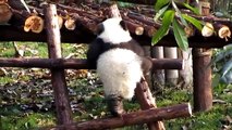 Panda divertido. pandas divertidos