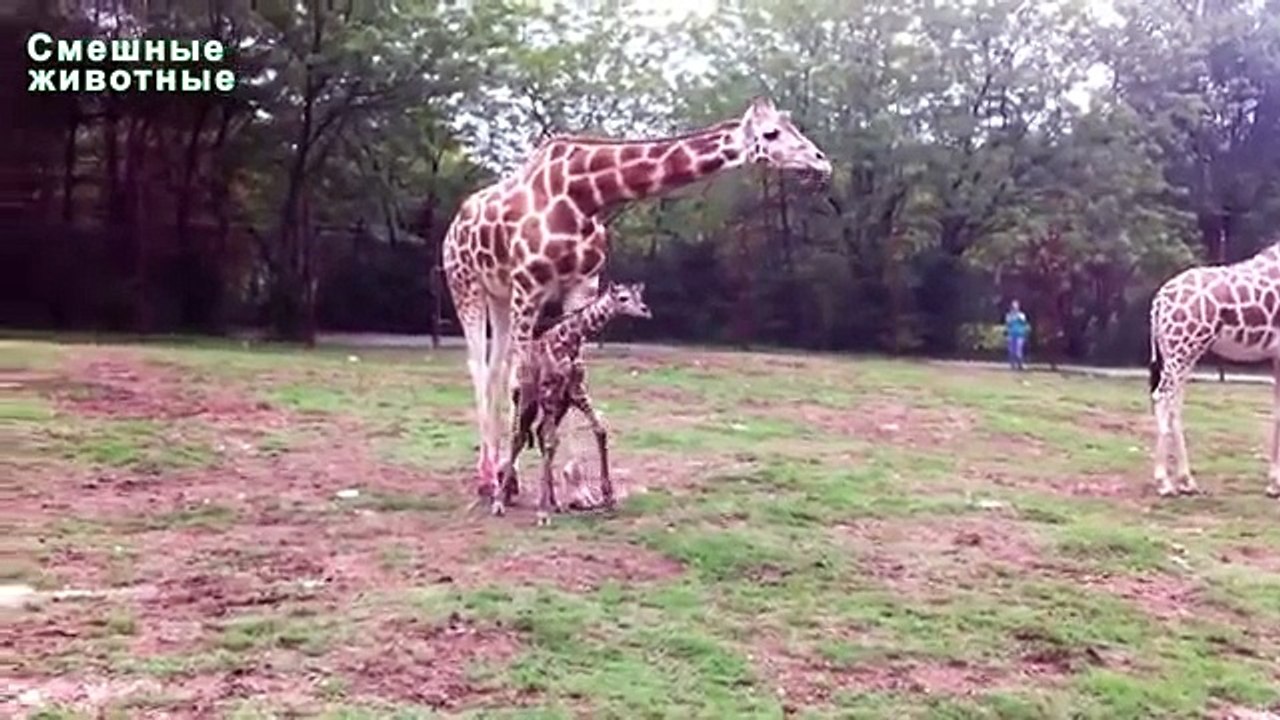 Primeros pasos animales. Cachorros aprenden a caminar