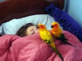 Perroquets alarme. Deux perroquets réveillent Femme