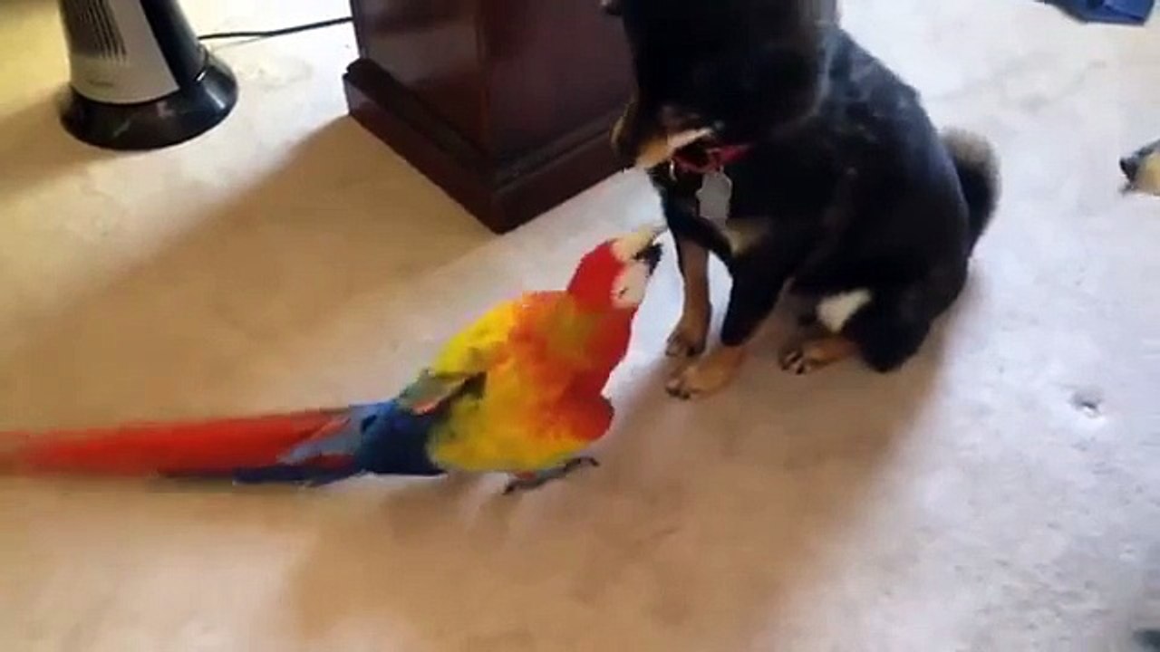 Parrot apporte la peur. Chiens drôles ont peur de grands perroquets