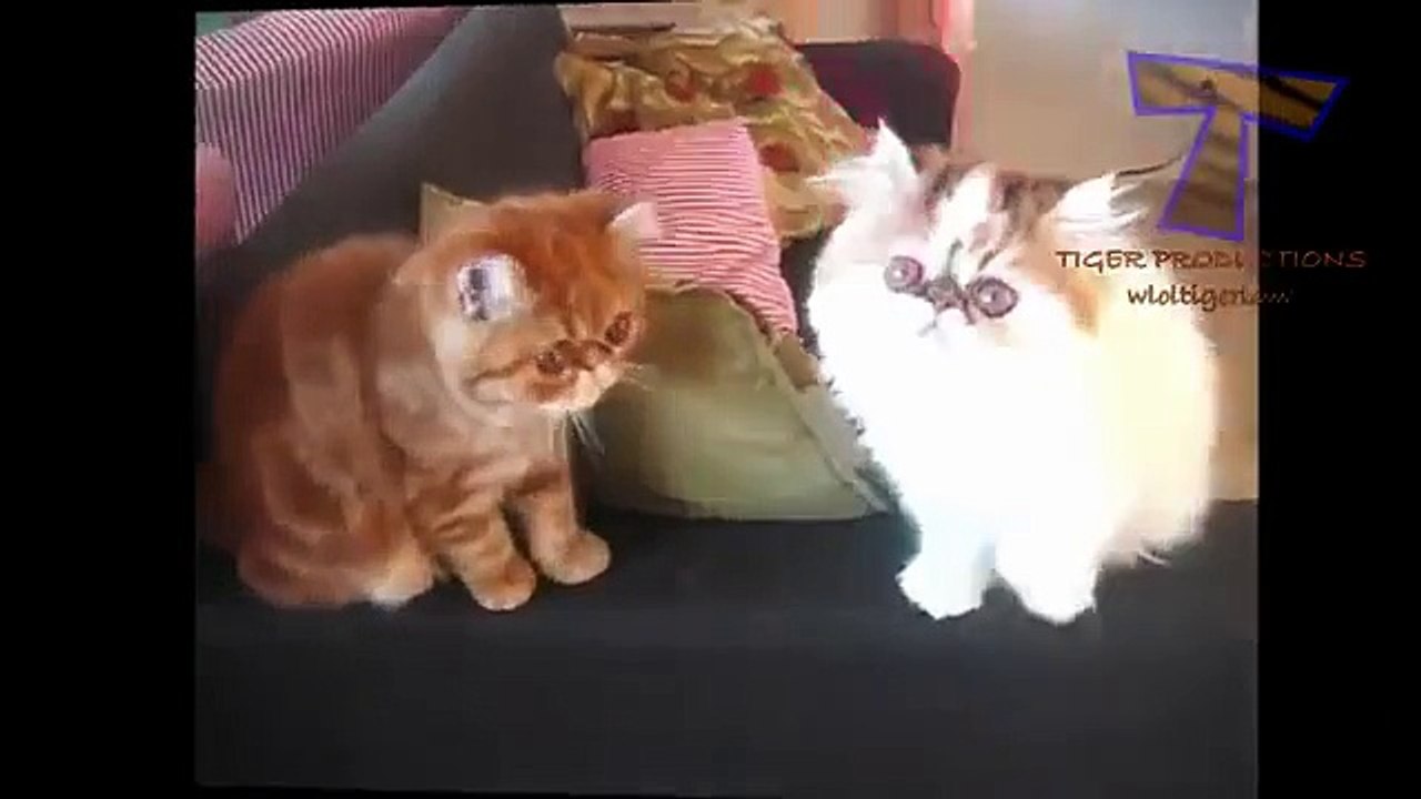 Race inhabituelle. Chats drôles et fraîches