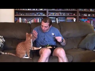 Eh bien donner un peu! Funny cat et insolent