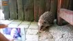 Hedgehog eating carrot! Very Cute! Animals World