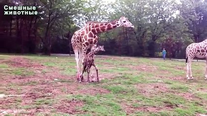 Premières étapes animaux. Cubs apprennent à marcher