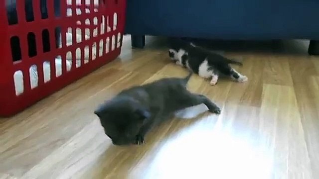 Premières étapes. Chatons drôles apprennent à marcher