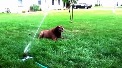 Опрыскиватели газонов против собак. Псы развлекаются