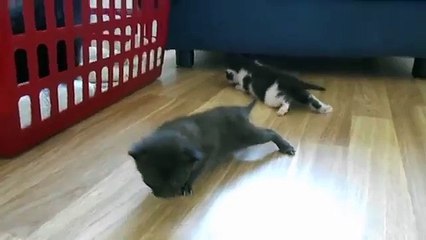 Первые шаги. Смешные котята учатся ходить