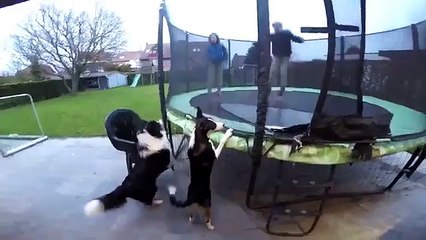 Пёс-попрыгун. Забавная псина прыгает с детьми