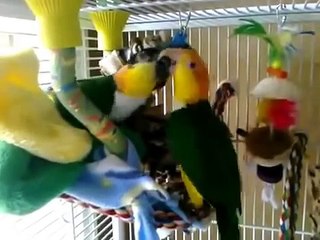 Попугаи веселятся в клетке. Забавные птицы