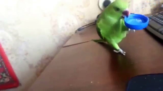 Попугай ест из крышки. Культурный попугайчик