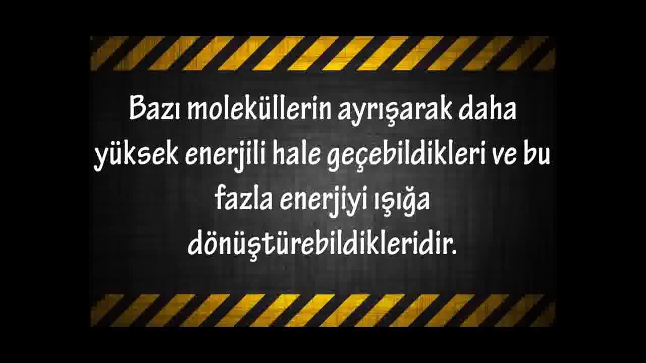 Ateş Böceği Nasıl Bir Böcektir Nasıl Işık Saçar Çok İlginç Şaşırtıcı Bilgiler