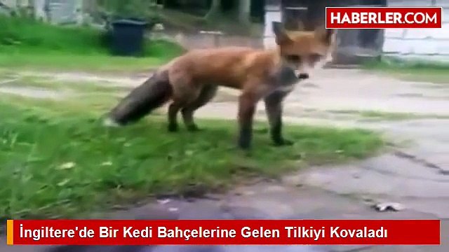 Bahçelerine Giren Tilkiyi Bir Anda Aslan Kesilip Uzaklaştıran Süper İlginç Kedi xD