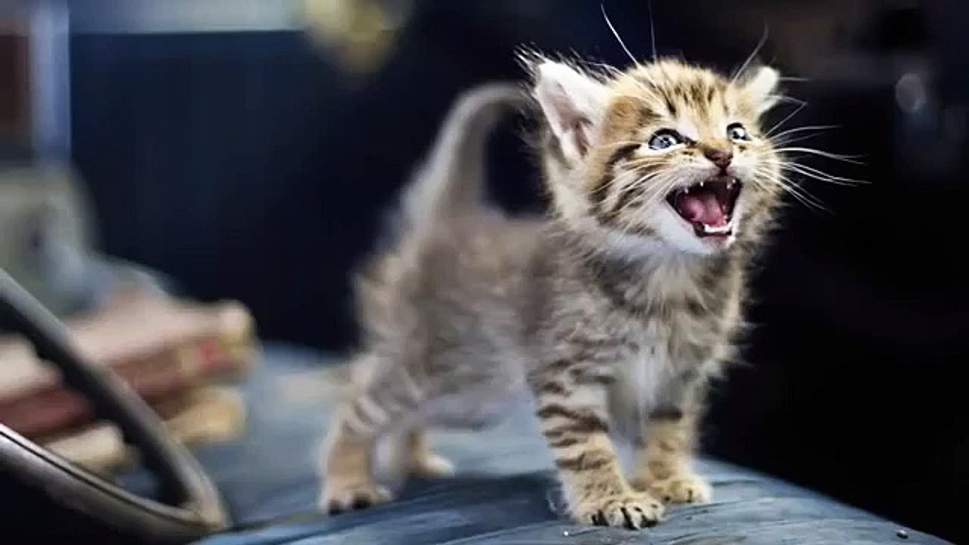 О чем говорят котята - милые животные (сборник)