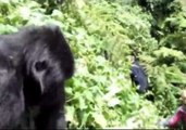 Tourist Gets Too Close to Grumpy Gorilla