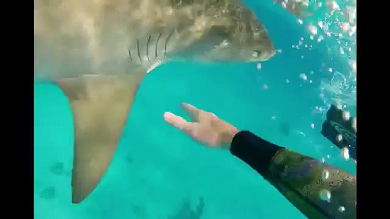 Regardez comment ce plongeur repousse un grand Requin-tigre
