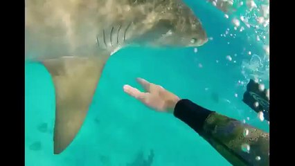 Regardez comment ce plongeur repousse un grand Requin-tigre