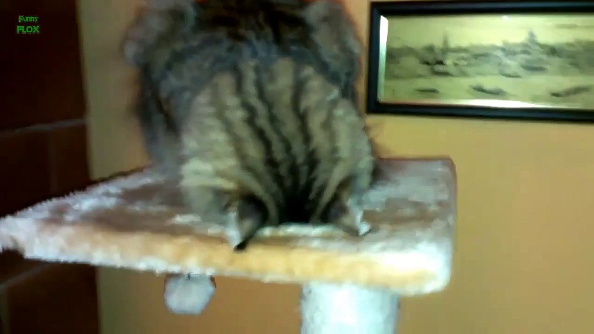 funny cats sleeping in weird positions compilation 2014 funnyplox