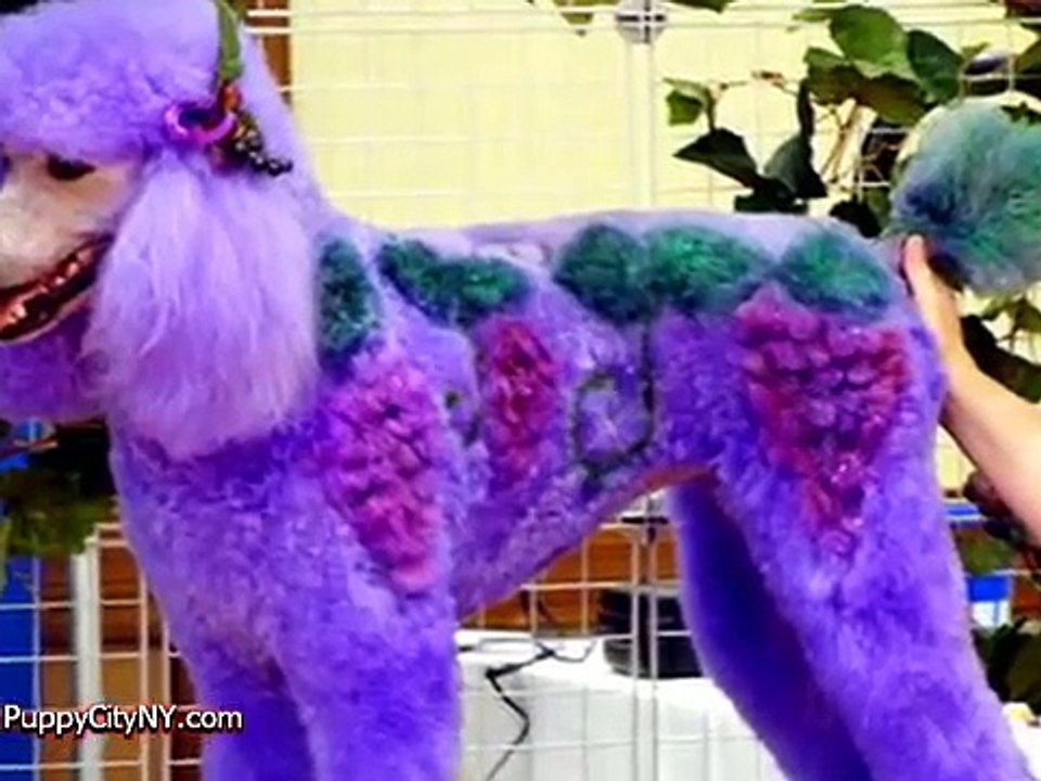 Crazy Dog Grooming!