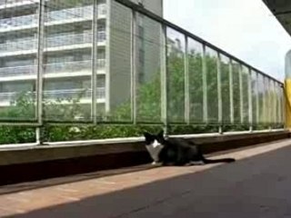 Clôtures pour chats anti fugue