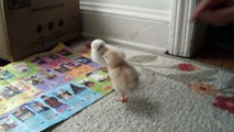Amazing- Funny chick Dozing after meals