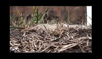 İlginç Şaşırtıcı Karınca Güreşi - Amazing Ant Wrestling Documentary Video!