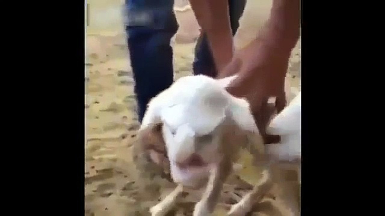 İnsan Yüzlü İlginç Kuzu ŞOK!!Lamb Born with a 'Human Faced' in Russia SHOCKING %100 REAL!!