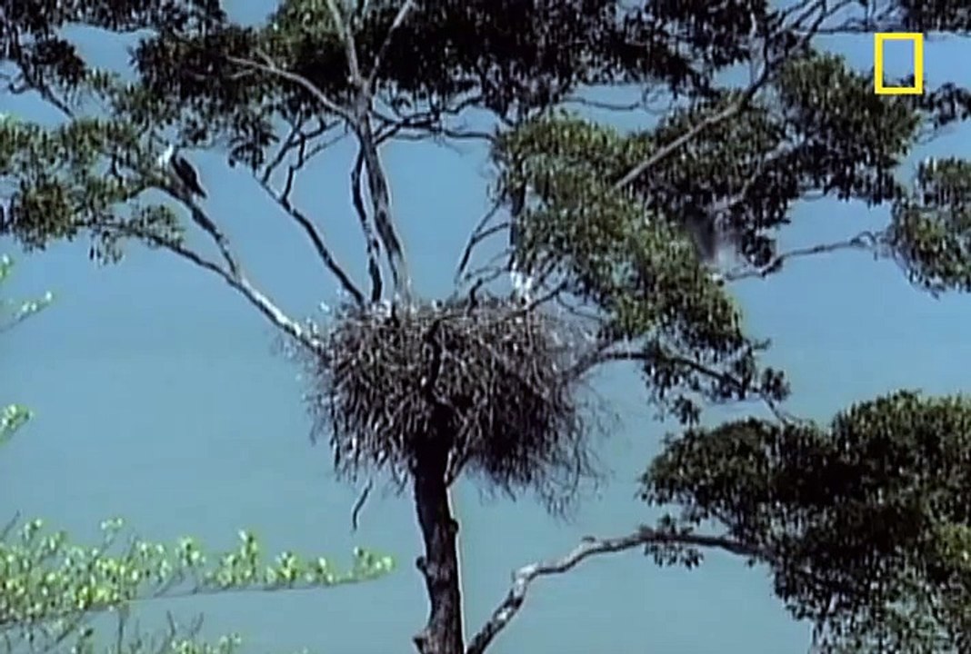 Eagle vs