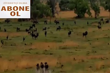 Vahşi köpeklerin öküz başlı antilop avı