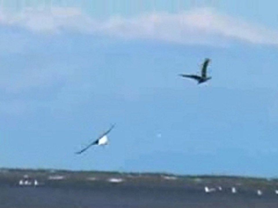 Bald Eagles Playing