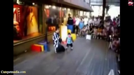 Most Funny Monkey Videos 2014