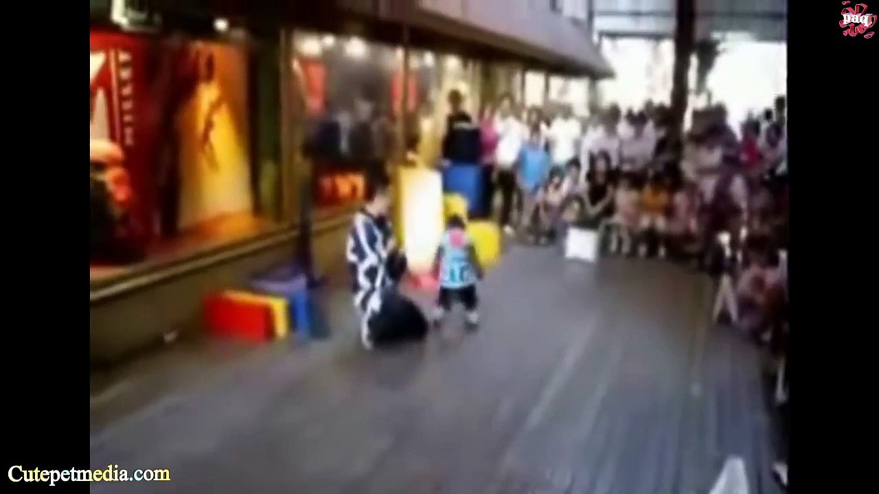 Most Funny Monkey Videos 2014