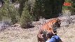 Tiger Attacks Man Real Tiger Attack Stunt