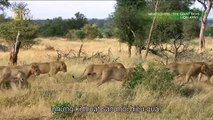 Discovery wild animals - The Lion Army - Discovery channel documentary films HD
