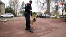 EXCLUSIF. Jessi, le chien policier offert par la France à la Tunisie