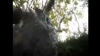 Top 10 Mysterious Creatures Caught On Camera