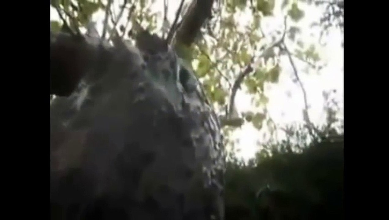 Top 10 Mysterious Creatures Caught On Camera