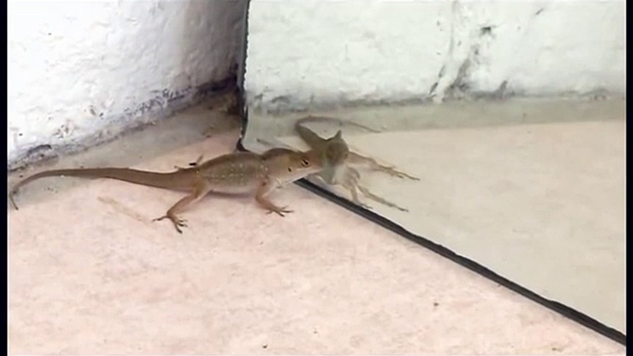 Funny Push-ups by  Lizard
