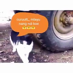 Kartun LUCU - TOM and JERRY di Kapal Laut