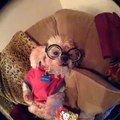 Awesome Dog Really funny