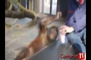 Sihirbazlık numarası orangutanı gülme krizine soktu