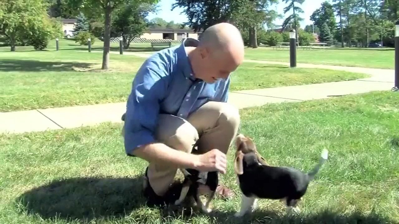 First ever test-tube puppies