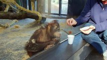 Orangutan has its Mind Blown by dumbest Magic Trick