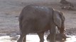 Cute Baby Elephant doesn’t want to get out of Bath