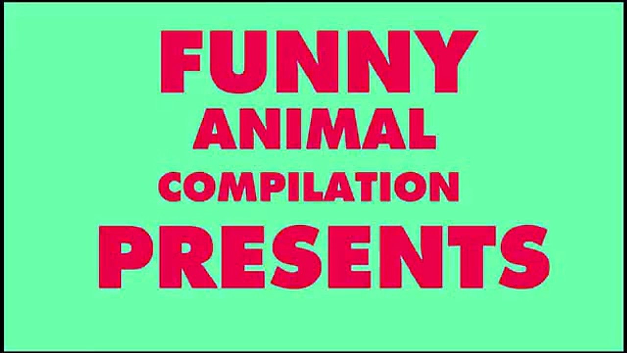 Amazing Dog Tricks Compilation