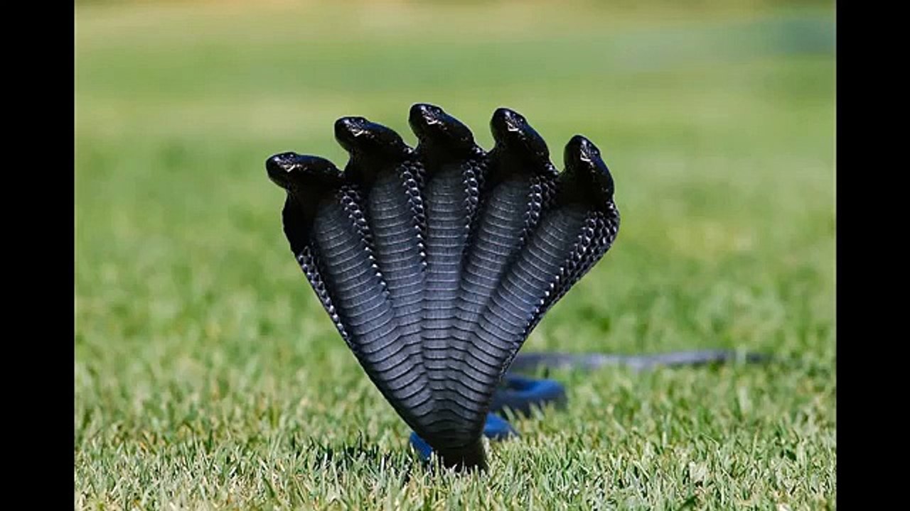 The Proof of Five Headed Snakes 2015