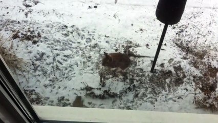 Standoff Between a Bunny And a Squirrel
