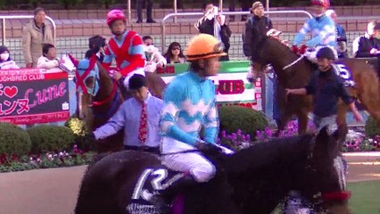 イルミネーションジャンプステークス・パドック