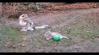 Momma Snow Leopard Wants To Play Too