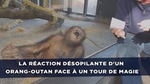 La réaction désopilante d'un orang-outan face à un tour de magie