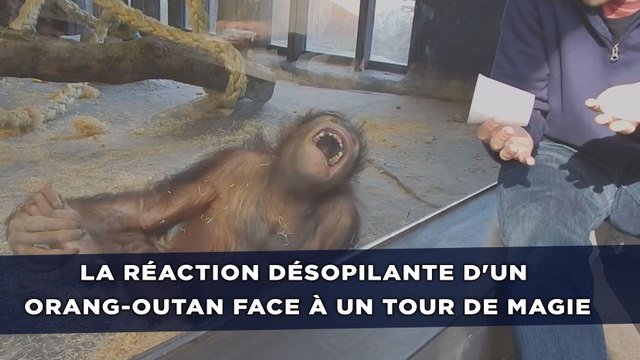 La réaction désopilante d'un orang-outan face à un tour de magie